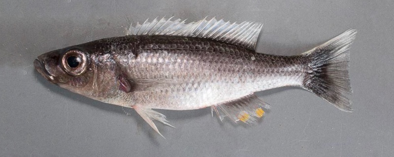 Diplotaxodon limnothrissa 'Monkey Bay'